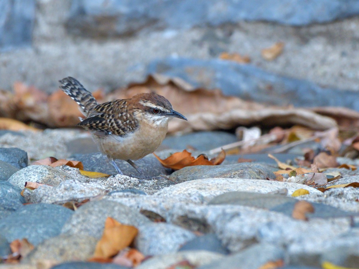 Russet-naped Wren - ML645389777