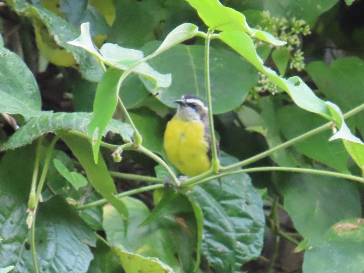 Sucrier à ventre jaune - ML645389782