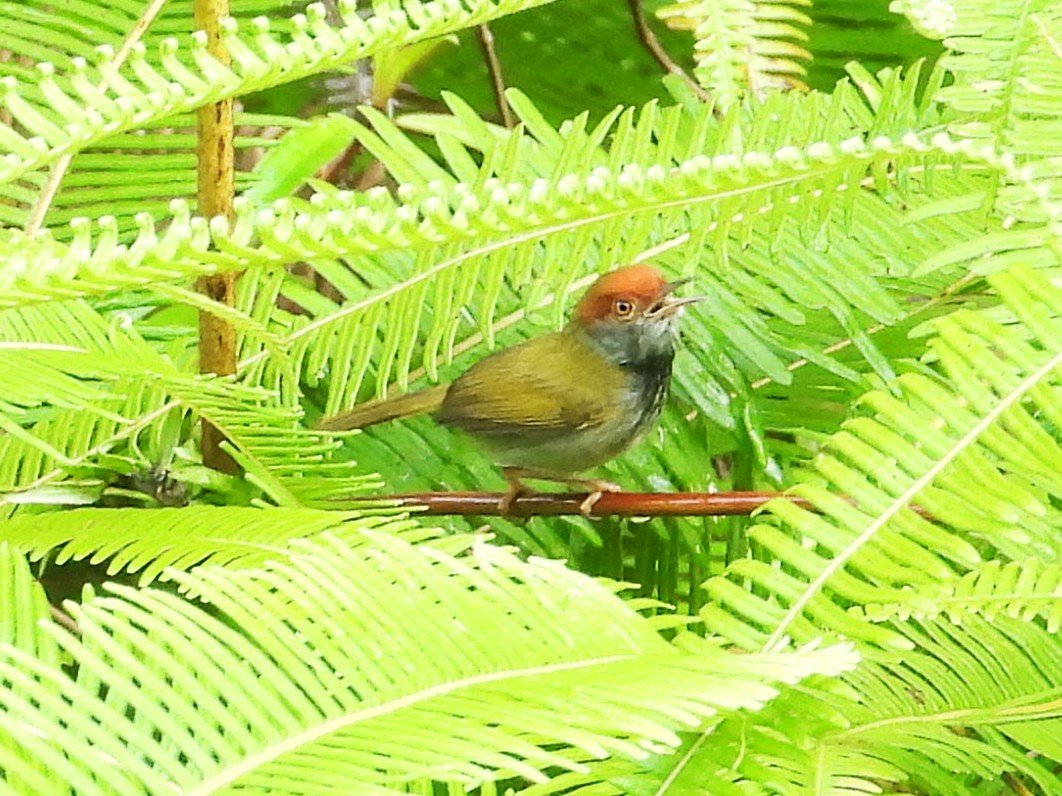 Dark-necked Tailorbird - ML645389783