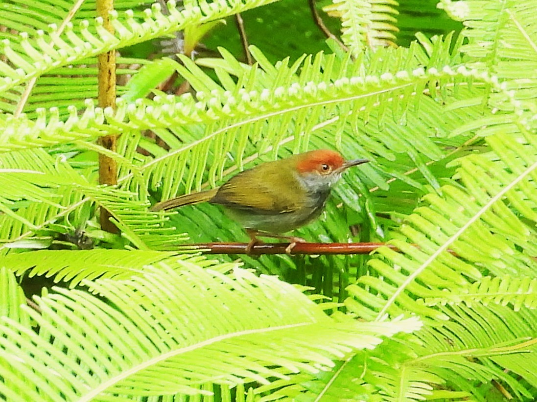 Dark-necked Tailorbird - ML645389784