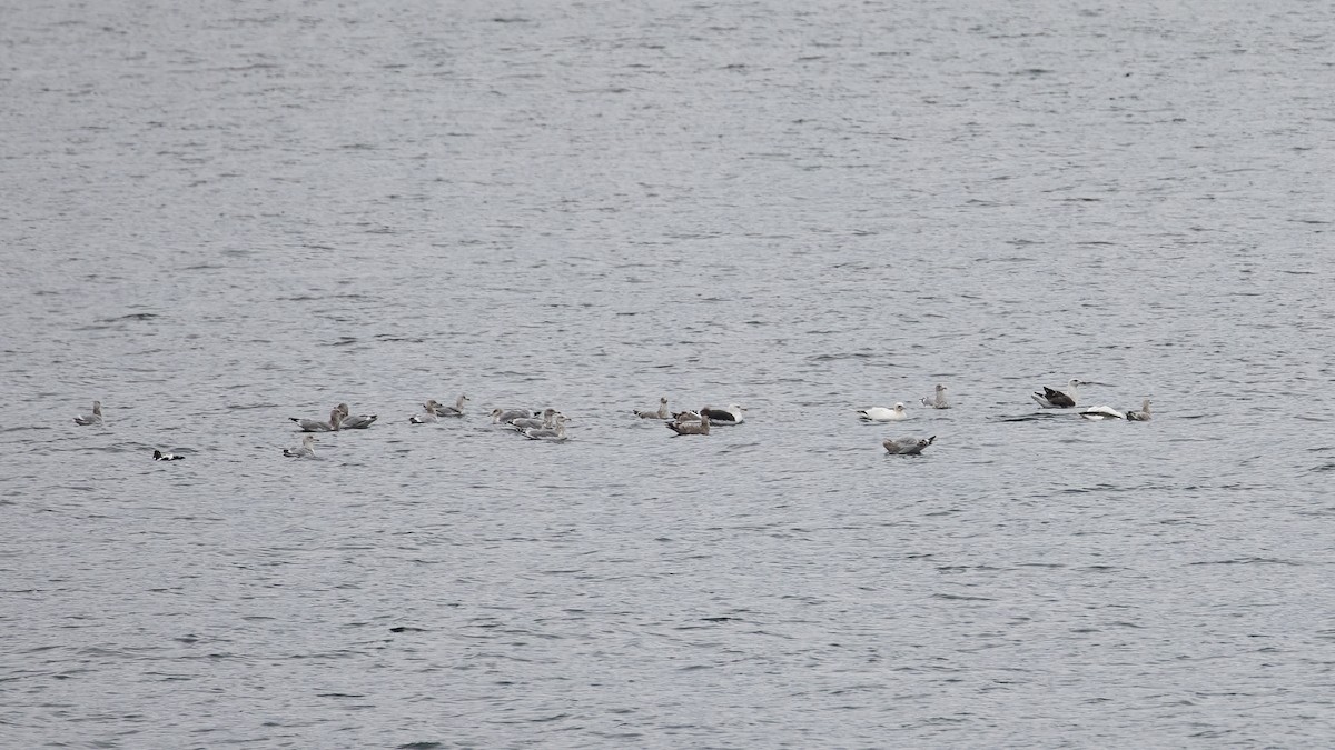 American Herring Gull - ML645389787