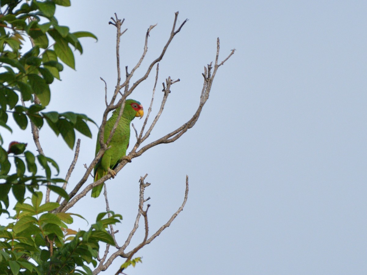 White-fronted Amazon - ML645389788