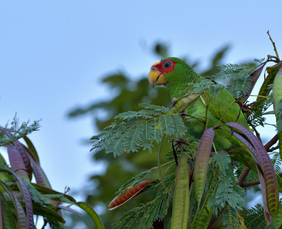 White-fronted Amazon - ML645389790