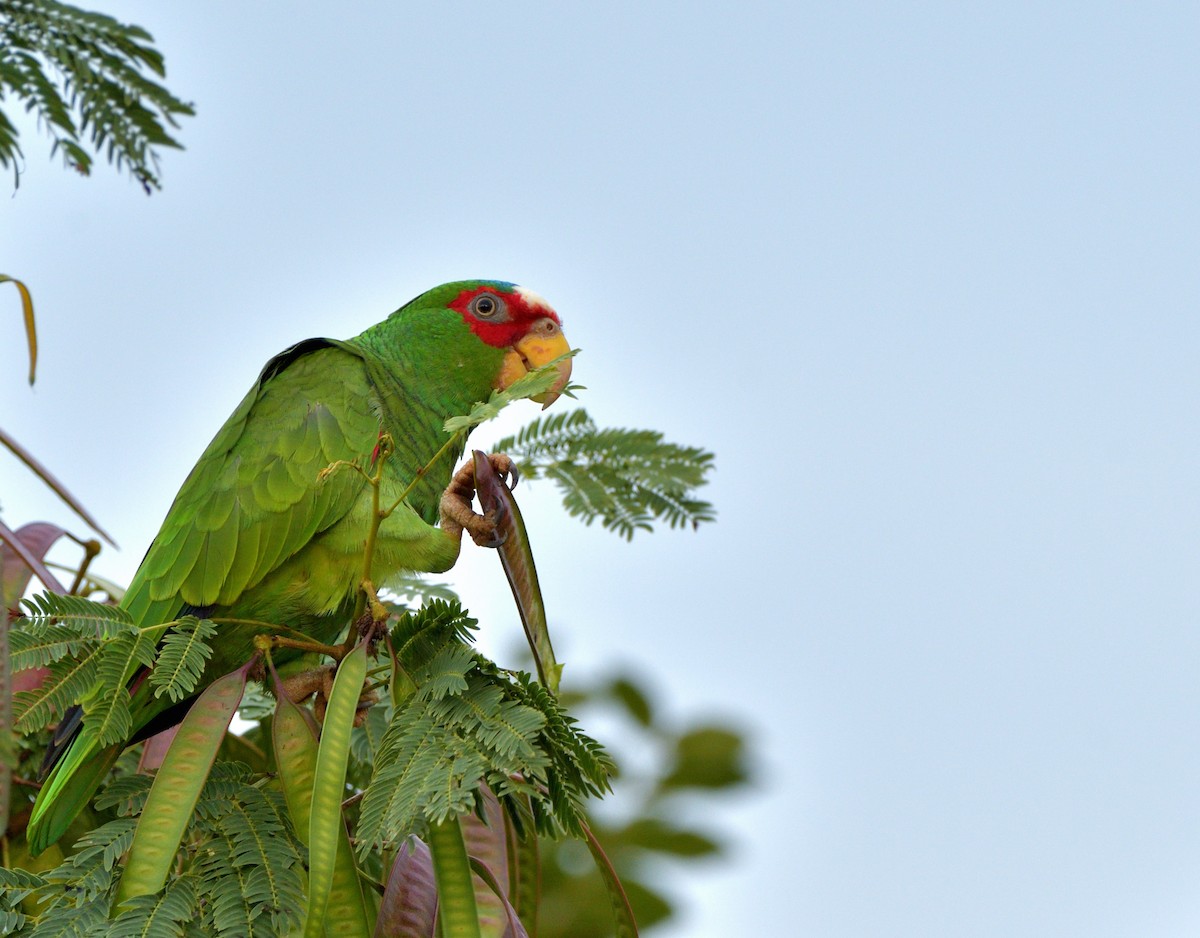 White-fronted Amazon - ML645389793