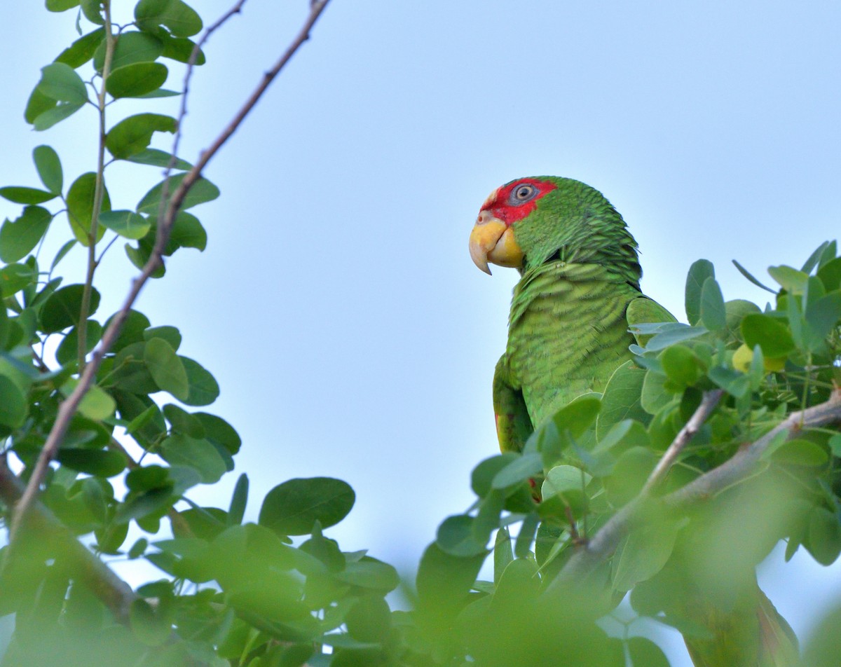 White-fronted Amazon - ML645389794