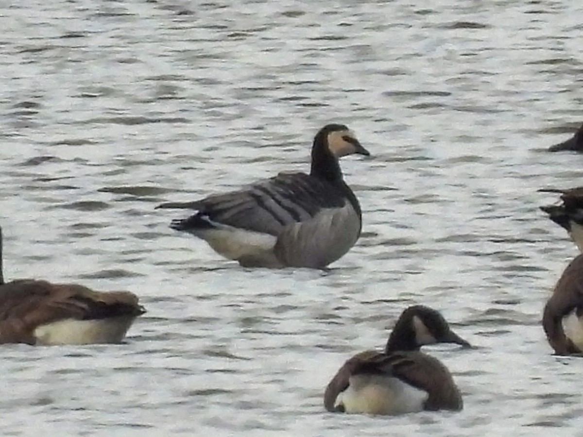 Barnacle Goose - ML645389795