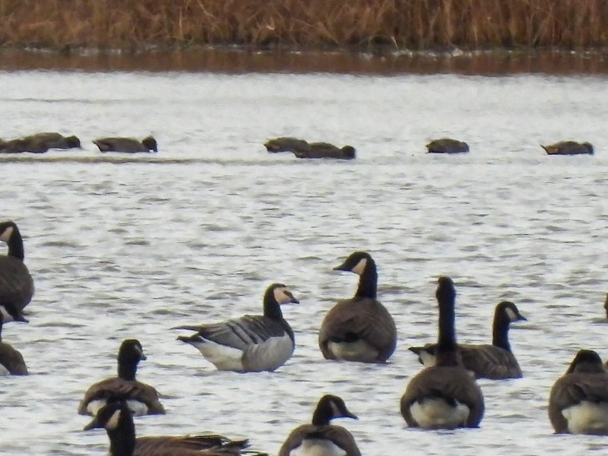 Barnacle Goose - ML645389796