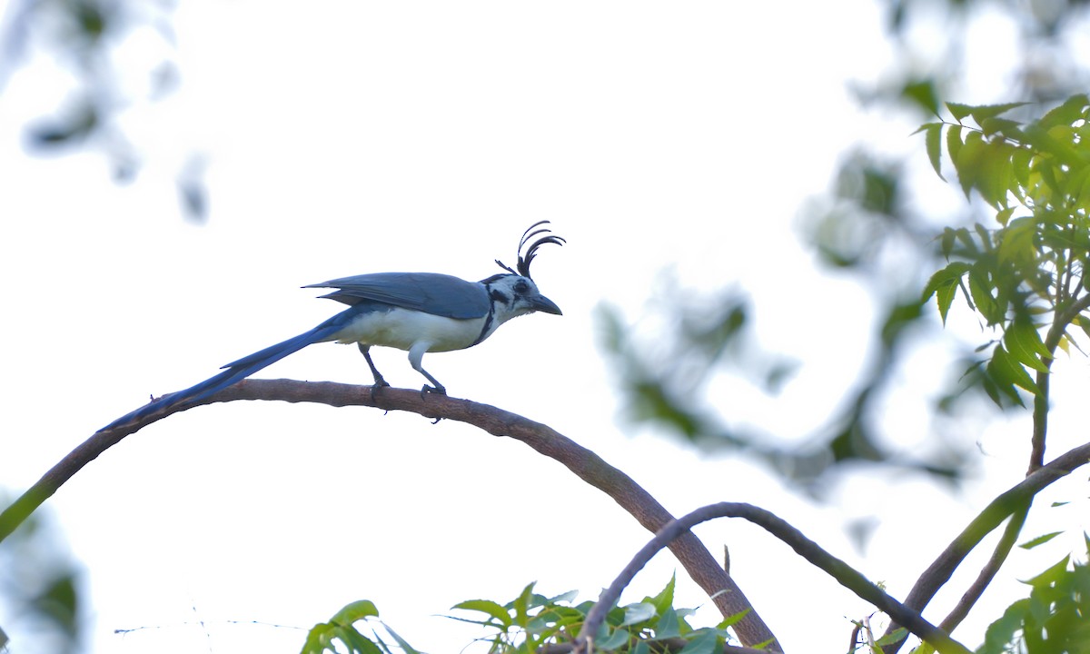 White-throated Magpie-Jay - ML645389804