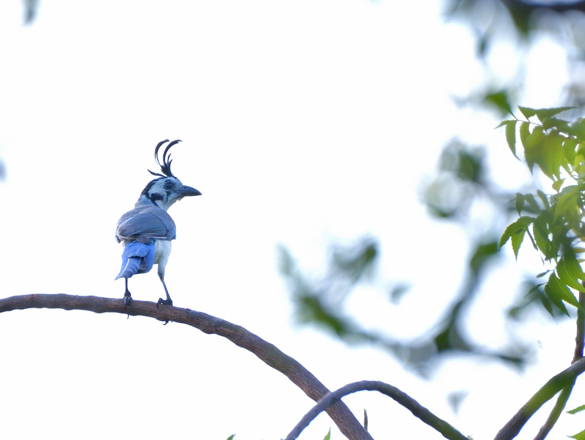 White-throated Magpie-Jay - ML645389805