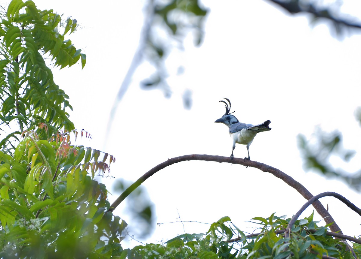 White-throated Magpie-Jay - ML645389806