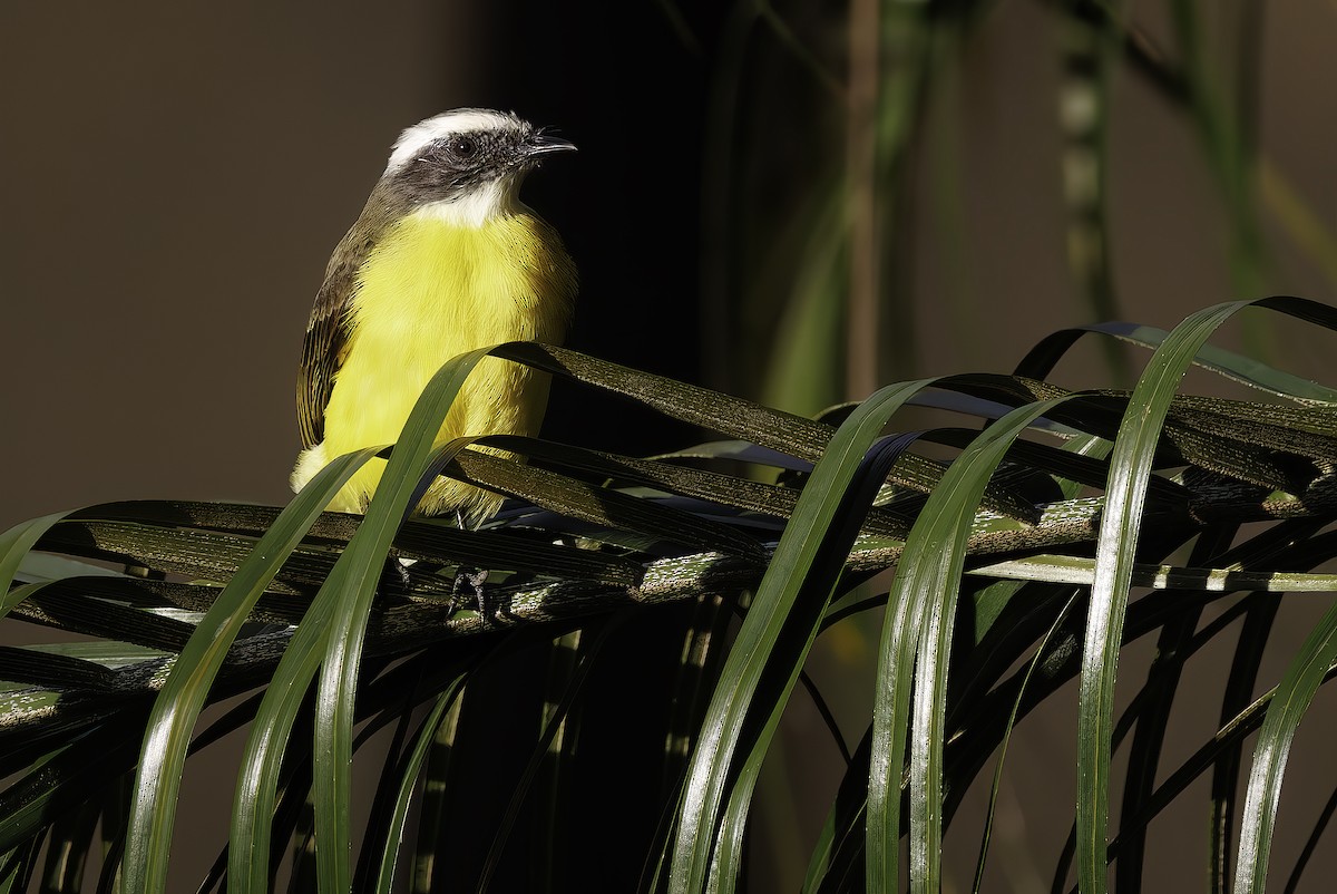 Tyran sociable - ML645389807