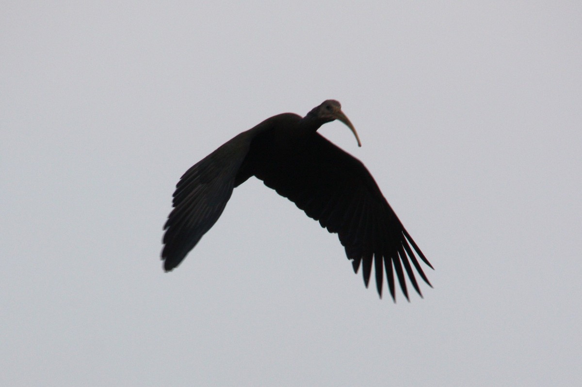 Ibis Afeitado - ML645389810