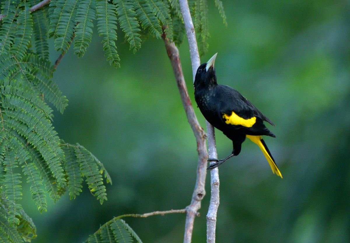Yellow-winged Cacique - ML645389811