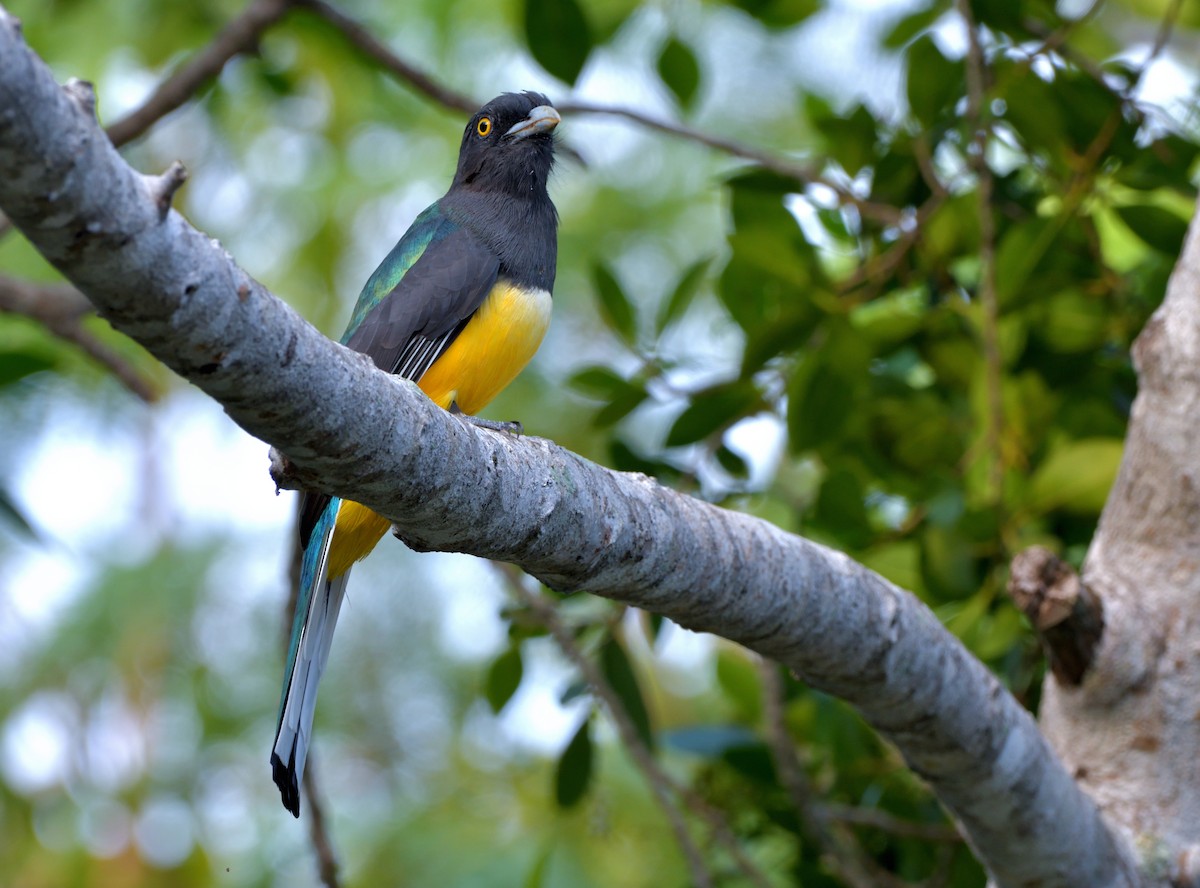 Citreoline Trogon - ML645389813