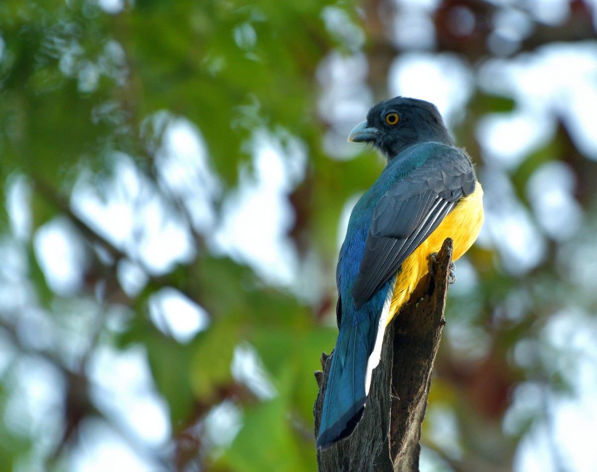 Citreoline Trogon - ML645389814