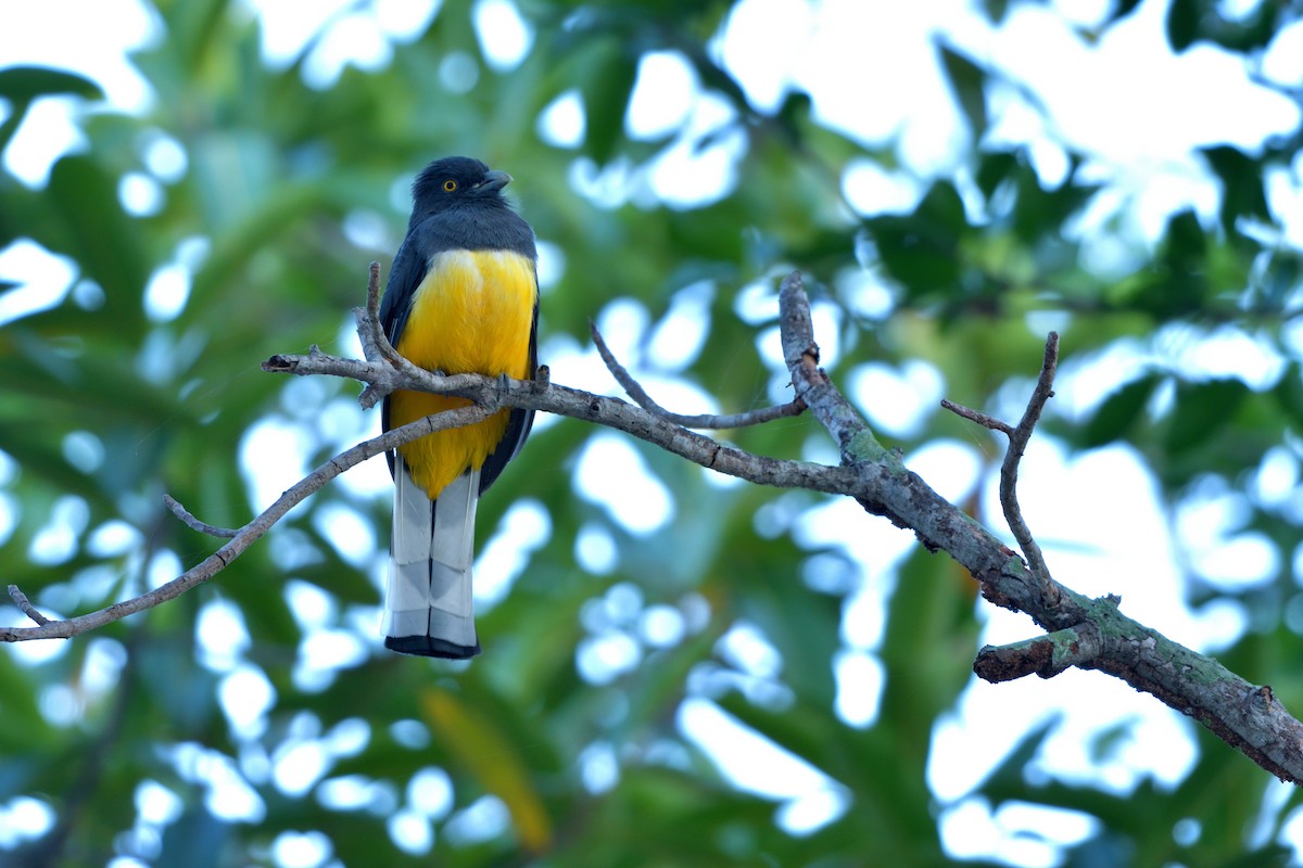 Citreoline Trogon - ML645389815