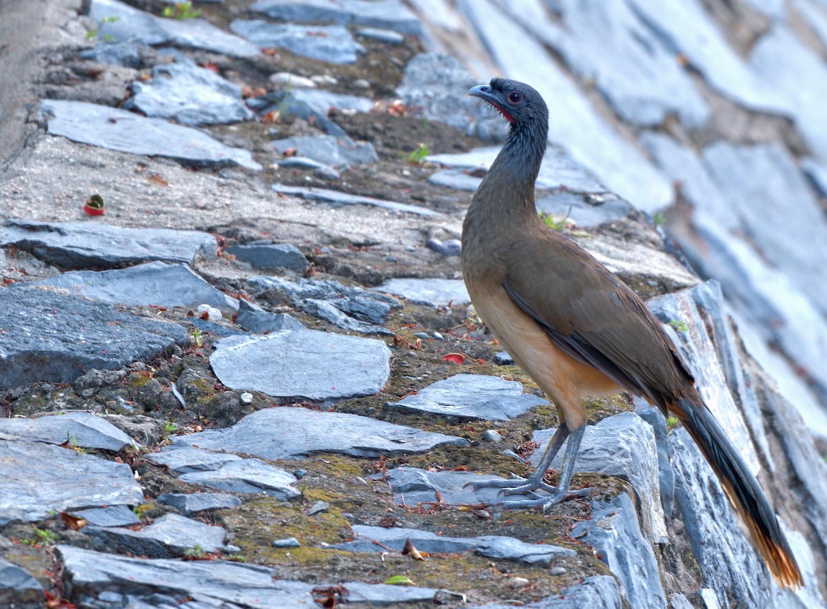 West Mexican Chachalaca - ML645389818