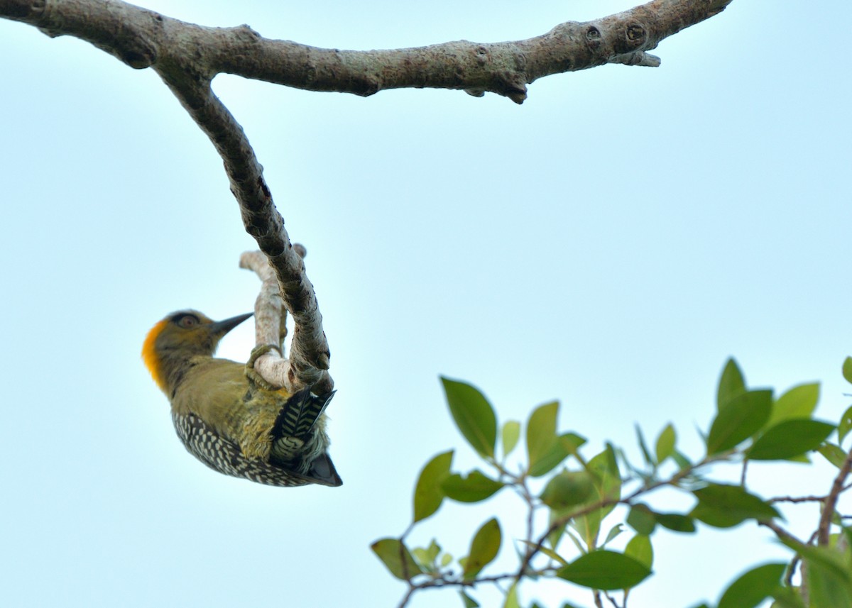 Golden-cheeked Woodpecker - ML645389822