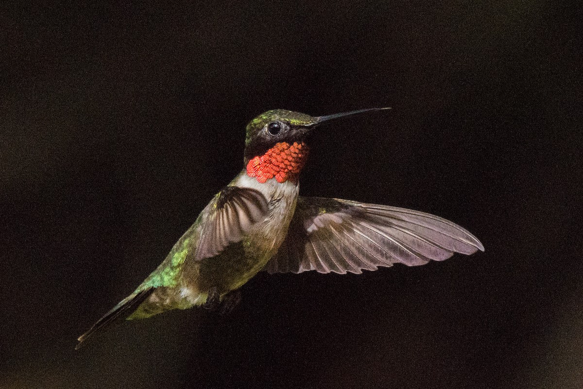 Рубиновогорлый колибри - ML645389823