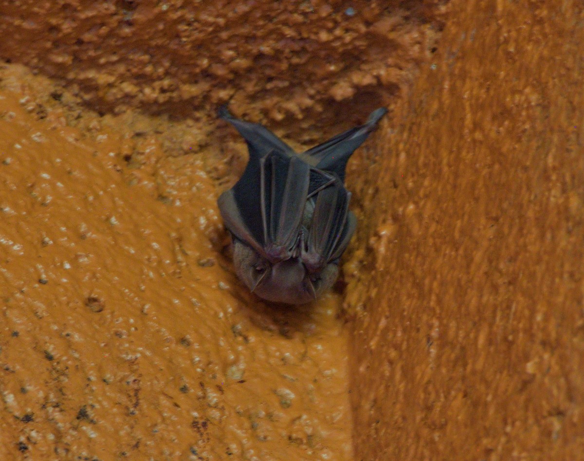 動物界 - ML645389825