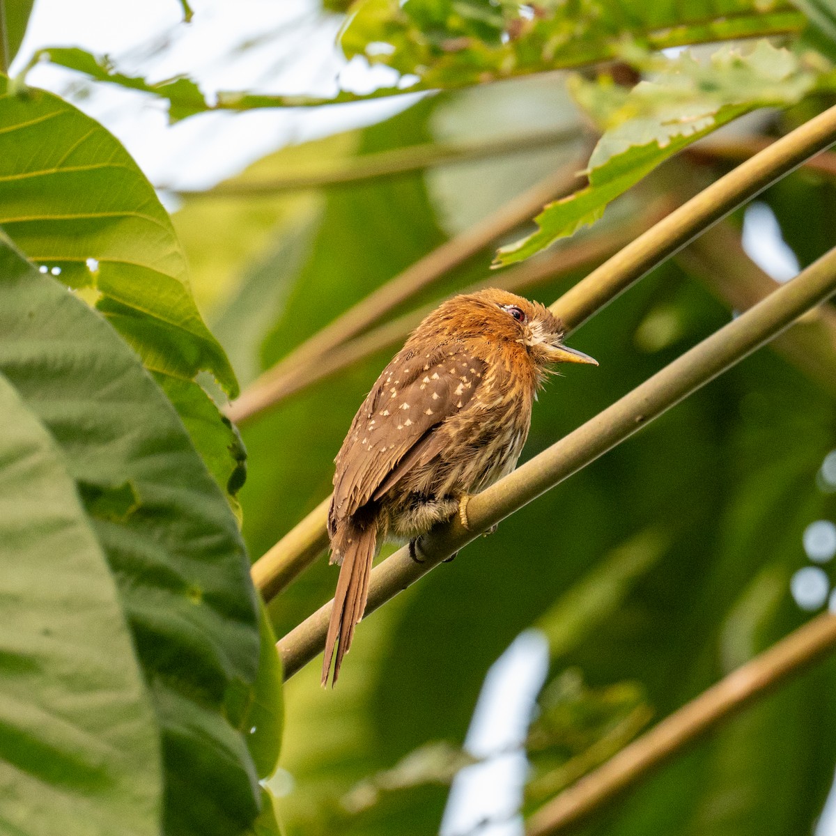 Moustached Puffbird - ML645389838