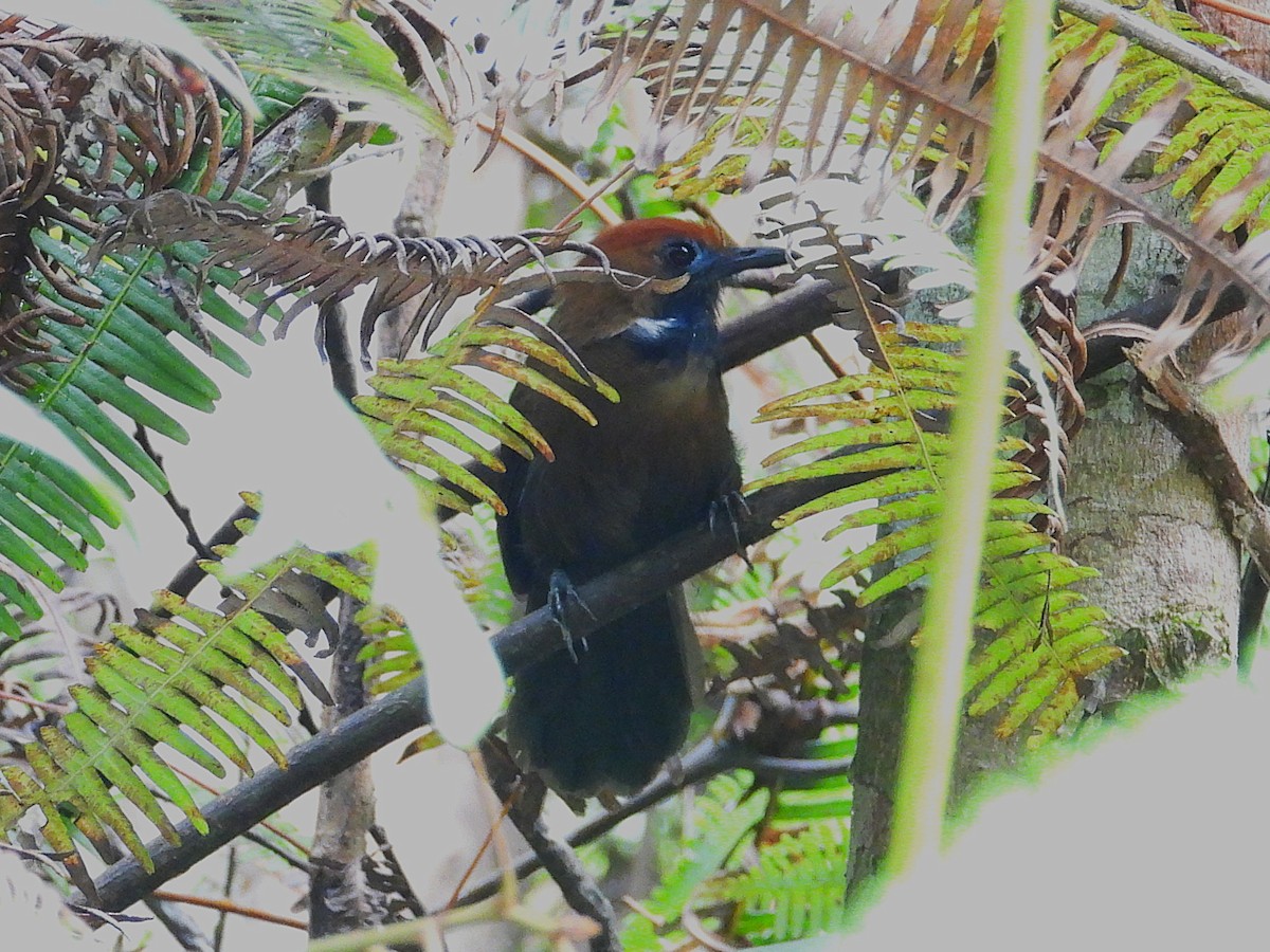 Fluffy-backed Tit-Babbler - ML645389841