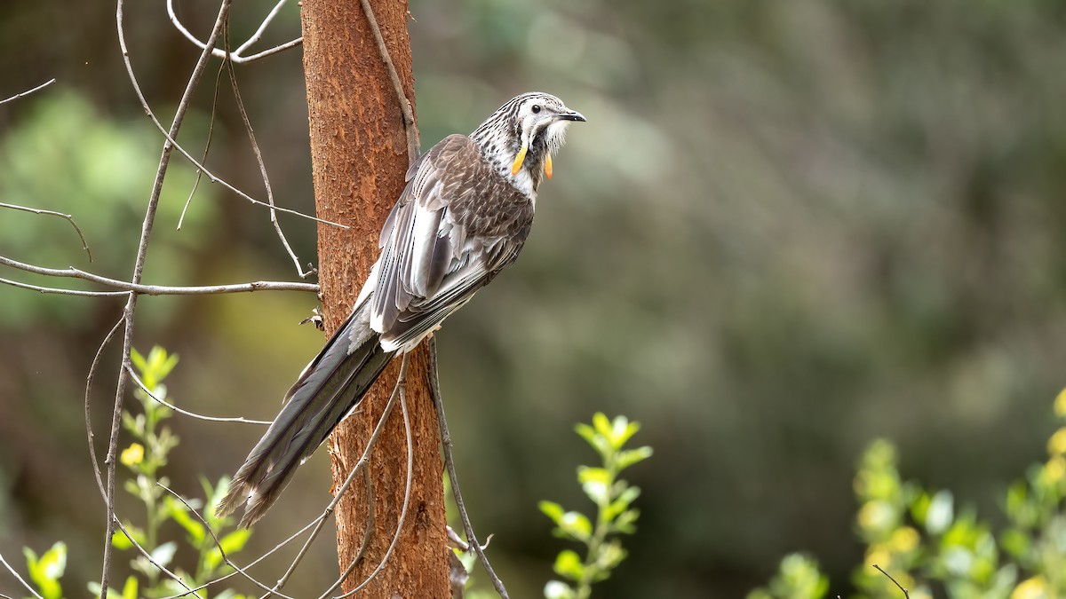 Yellow Wattlebird - ML645389843