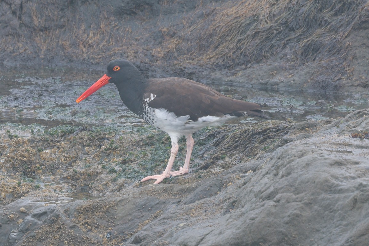 Hybride Huîtrier d'Amérique x H. de Bachman - ML645389845
