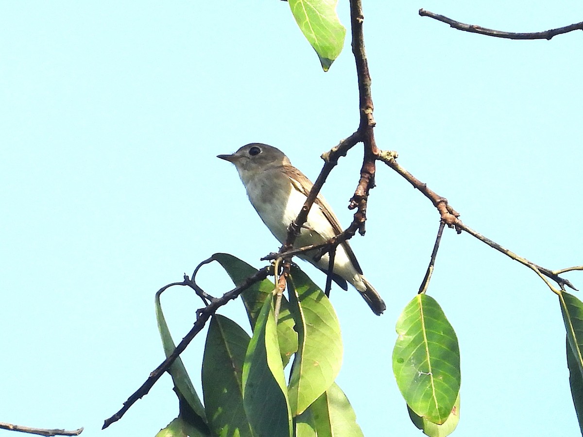 Asian Brown Flycatcher - ML645389847
