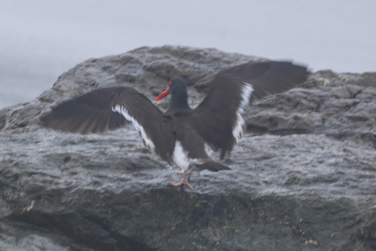 Hybride Huîtrier d'Amérique x H. de Bachman - ML645389850
