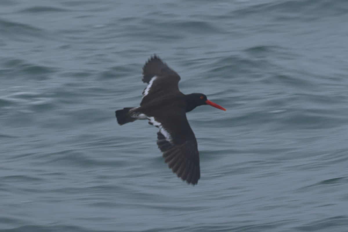 Hybride Huîtrier d'Amérique x H. de Bachman - ML645389851