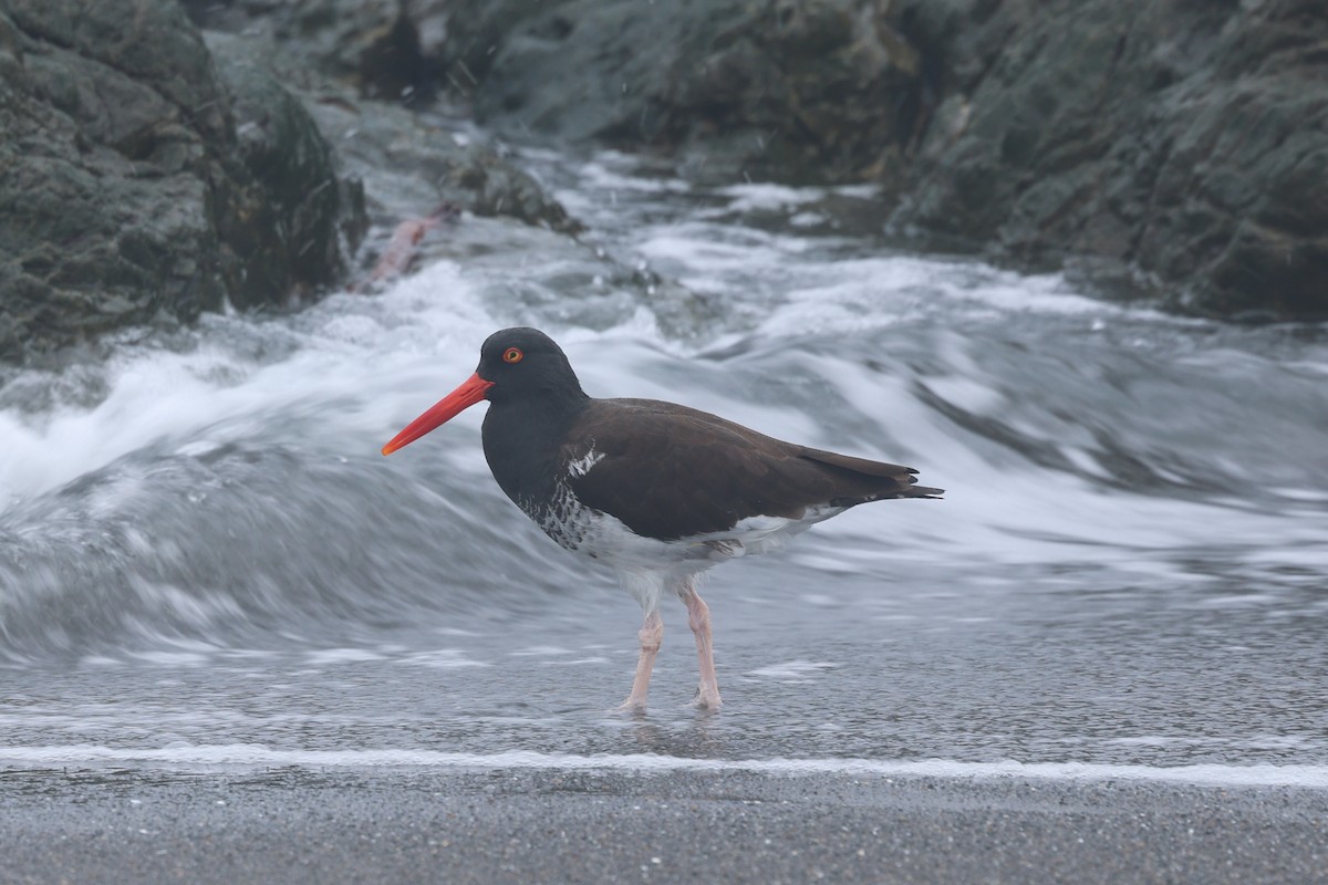 Hybride Huîtrier d'Amérique x H. de Bachman - ML645389853