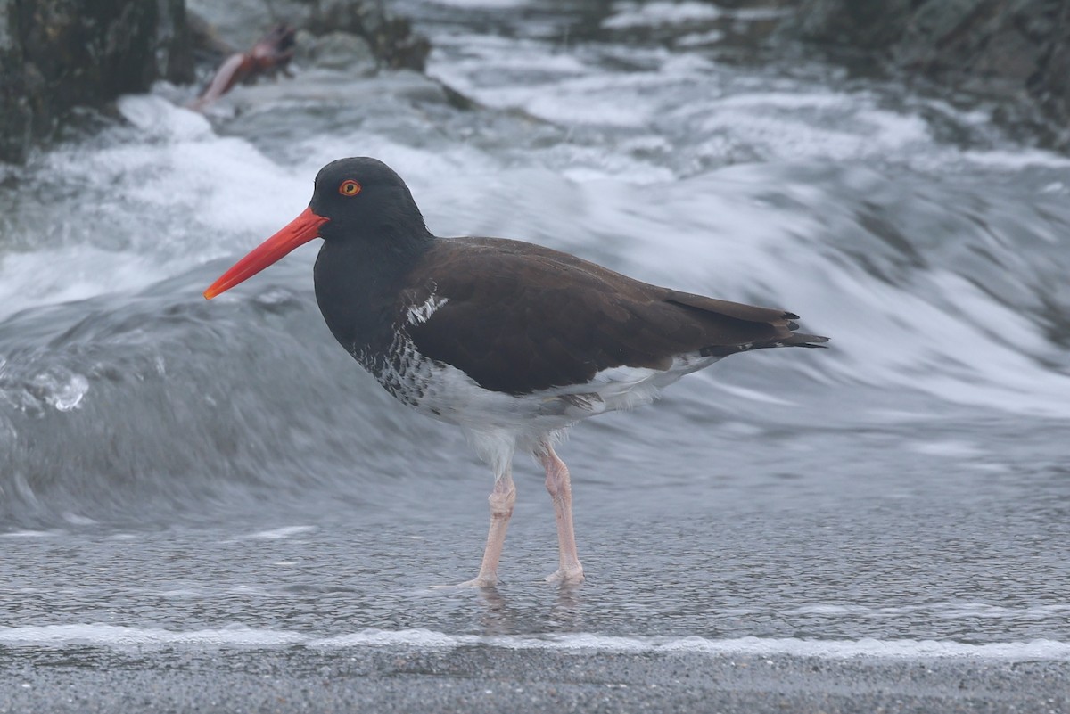 Hybride Huîtrier d'Amérique x H. de Bachman - ML645389854