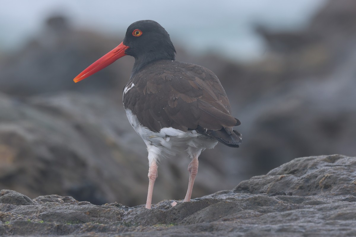 Hybride Huîtrier d'Amérique x H. de Bachman - ML645389855