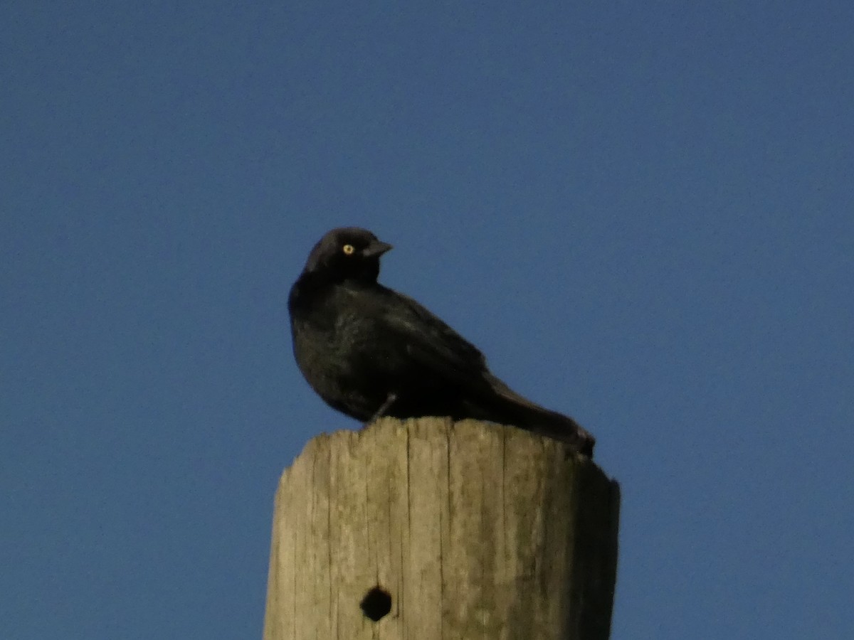 Brewer's Blackbird - ML645389857