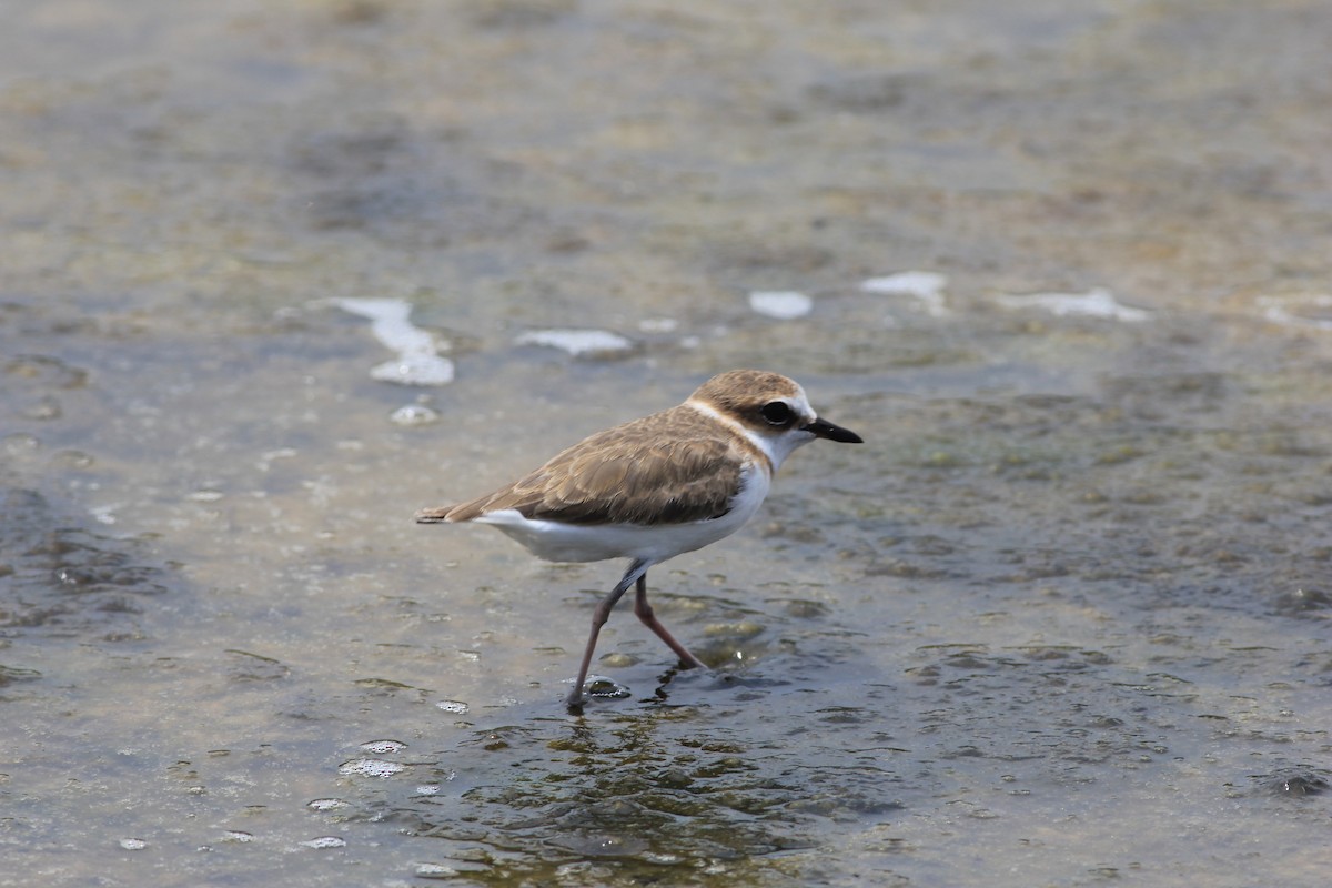 kulík jávský - ML645389859