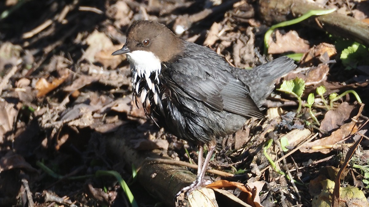 White-throated Dipper - ML645389861