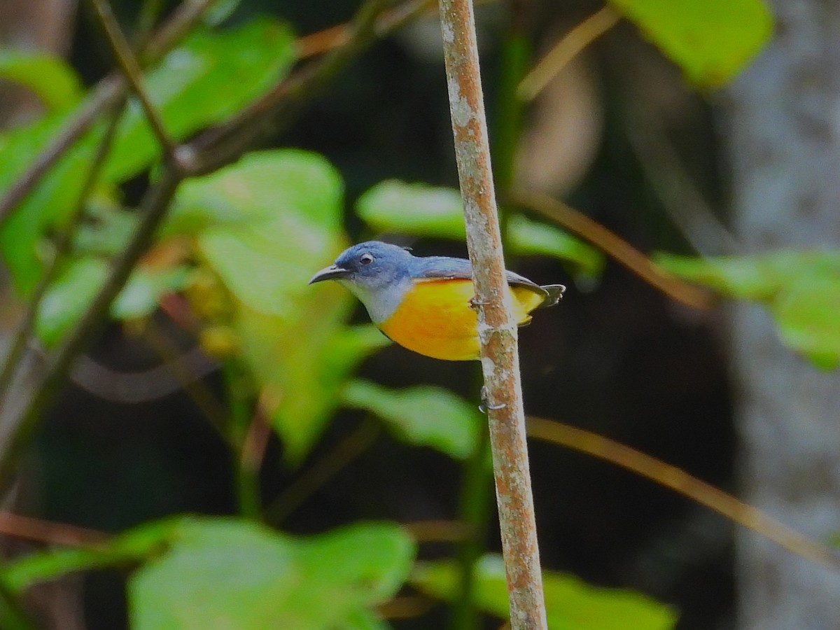 Orange-bellied Flowerpecker - ML645389868