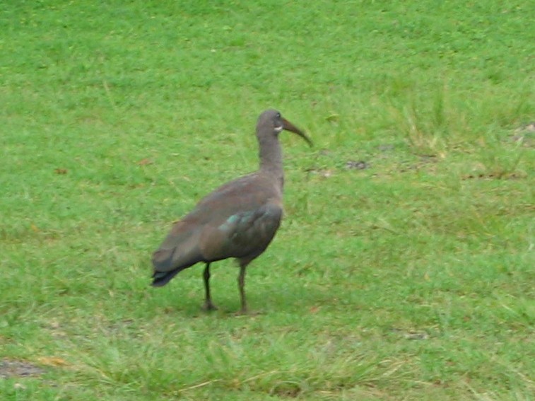 Hadada Ibis - ML645389872