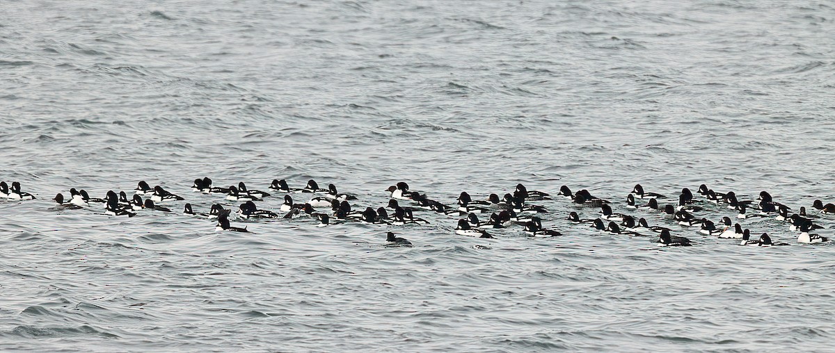 Murgilari islandiarra - ML645389876