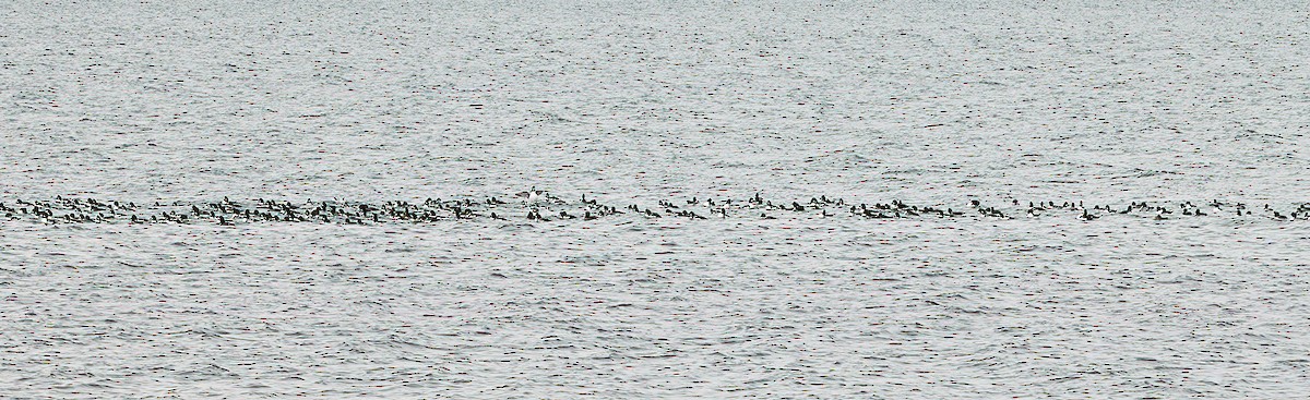 Murgilari islandiarra - ML645389877