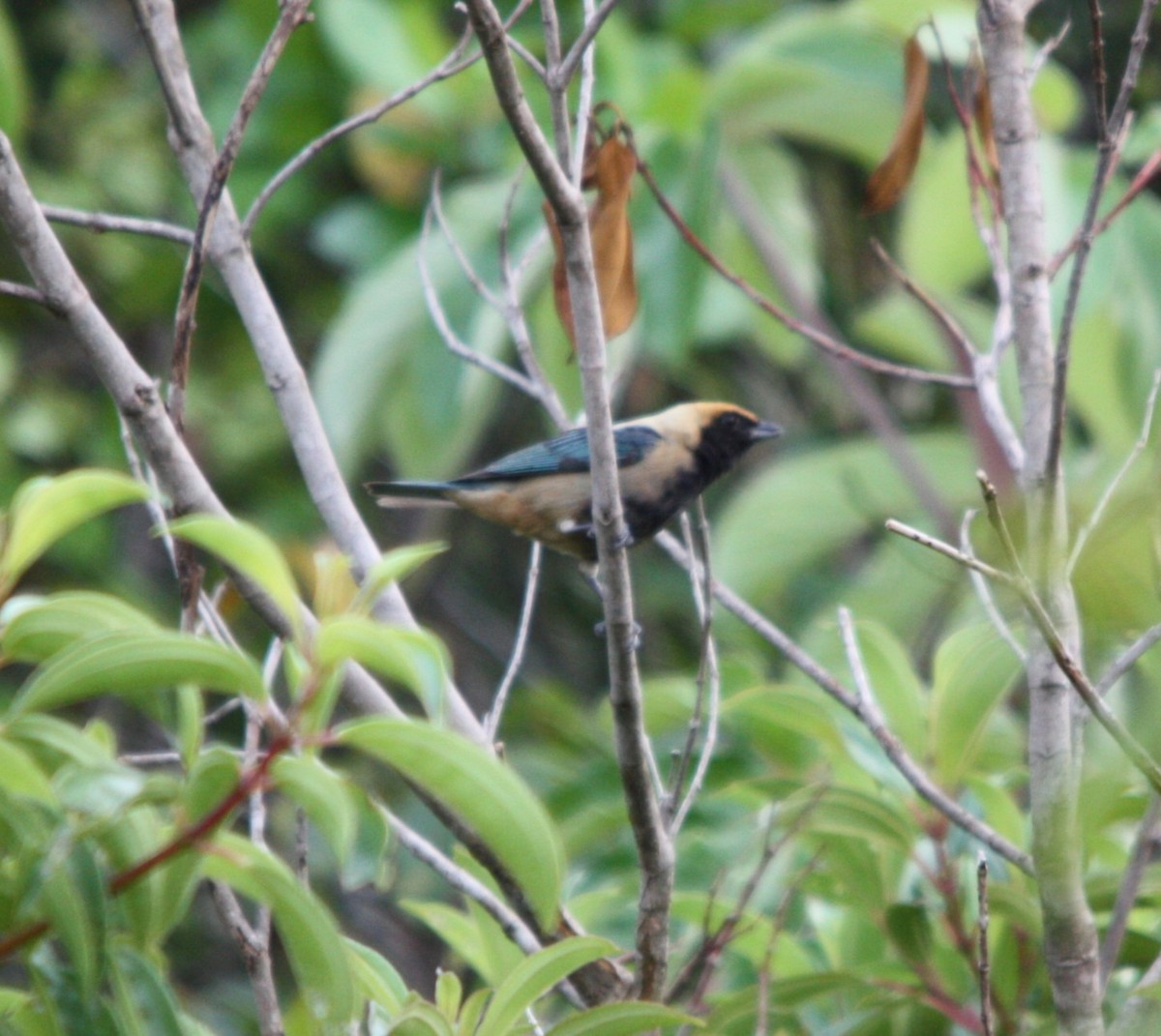 Burnished-buff Tanager - ML645389878