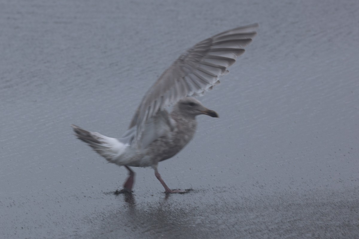 Hybride Goéland d'Audubon x G. à ailes grises - ML645389880