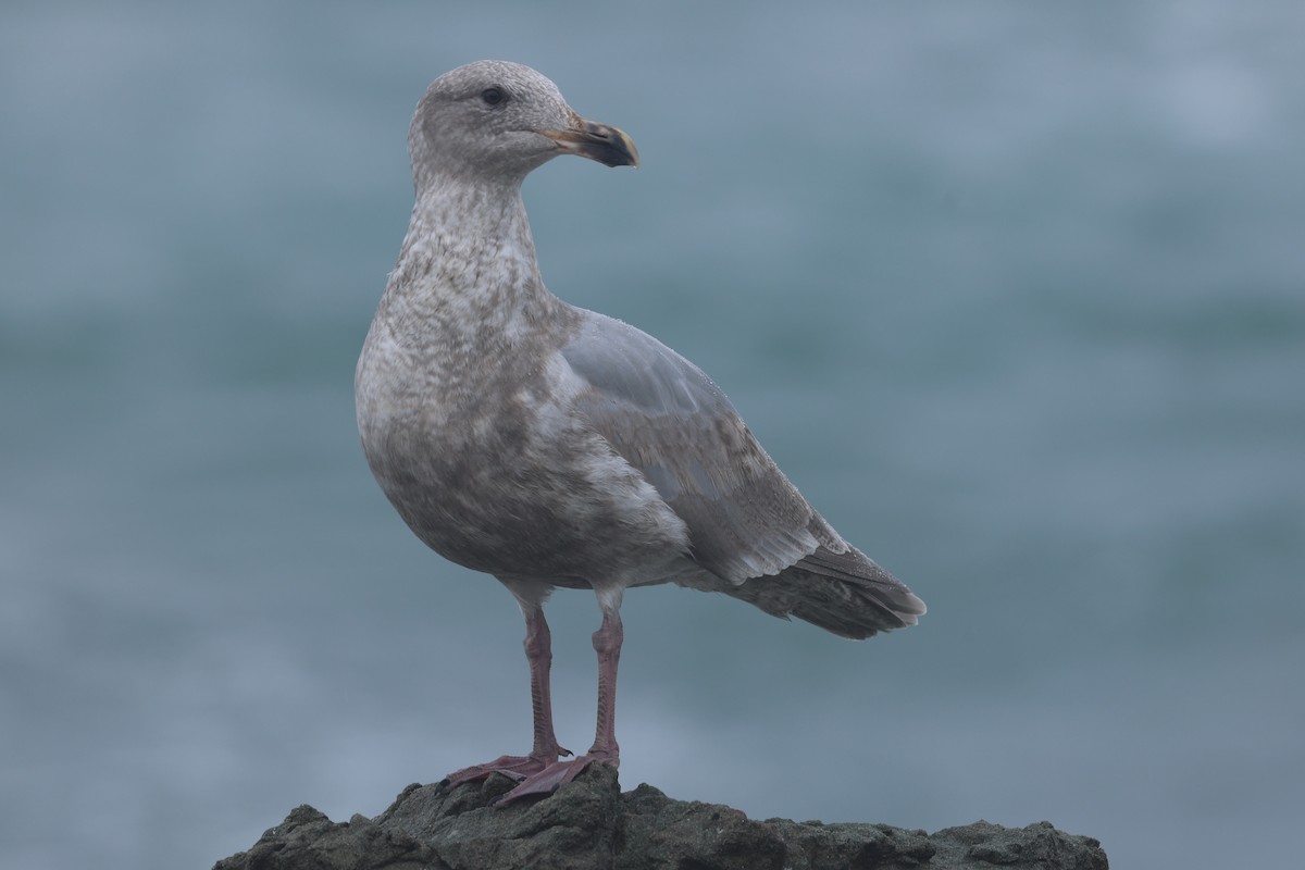 Hybride Goéland d'Audubon x G. à ailes grises - ML645389881