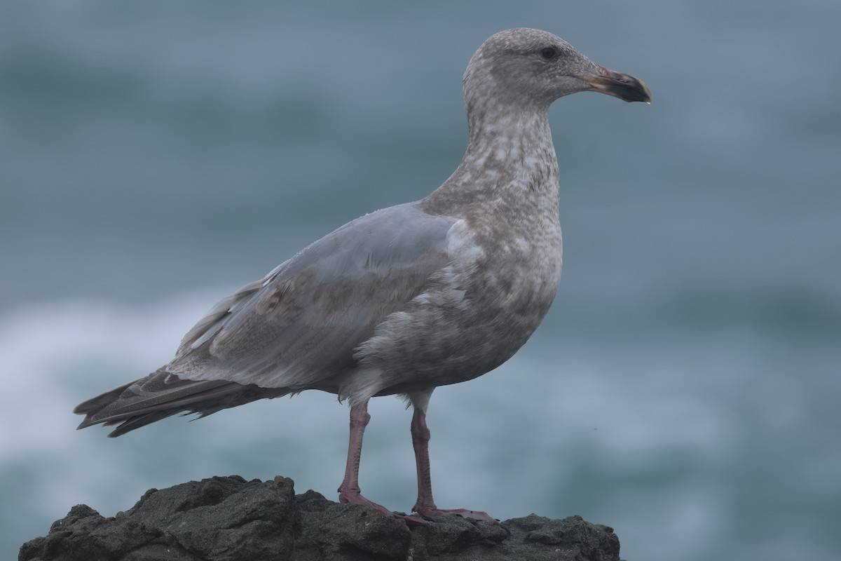Hybride Goéland d'Audubon x G. à ailes grises - ML645389887