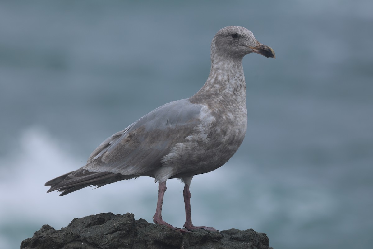 Hybride Goéland d'Audubon x G. à ailes grises - ML645389888
