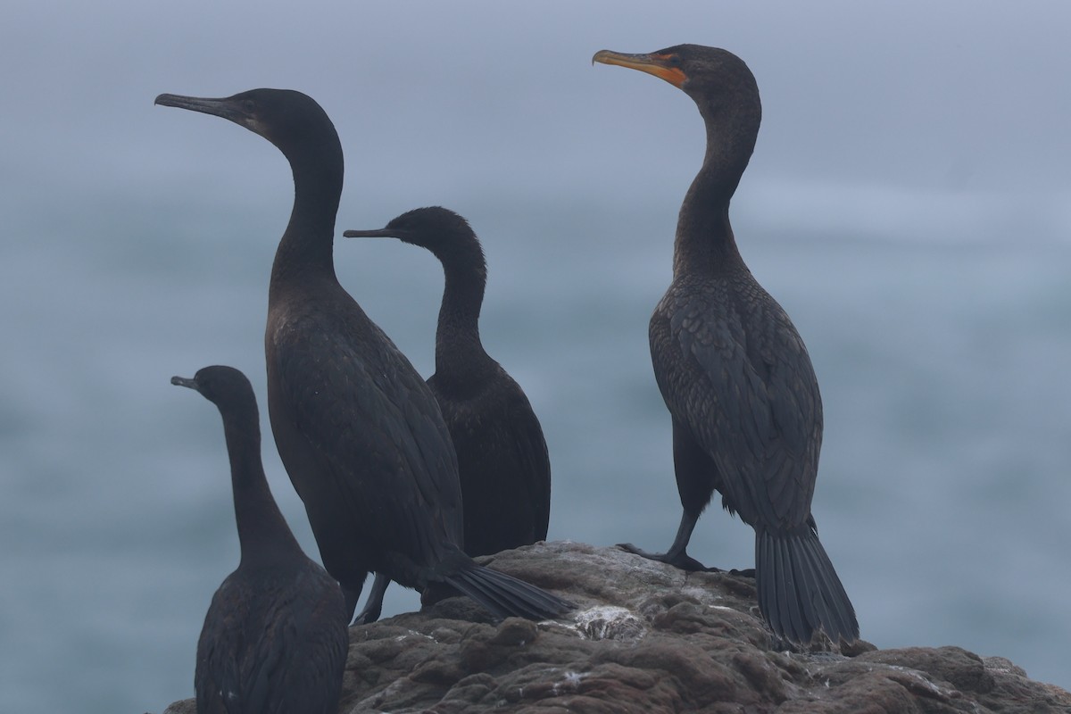 Cormoran de Brandt - ML645389897