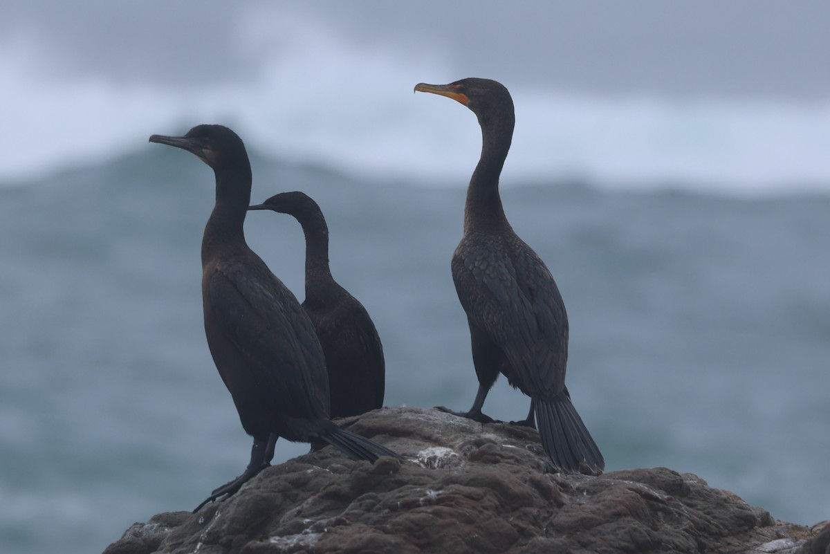 Cormoran de Brandt - ML645389899
