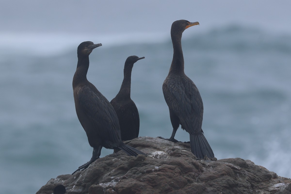 Cormoran de Brandt - ML645389900