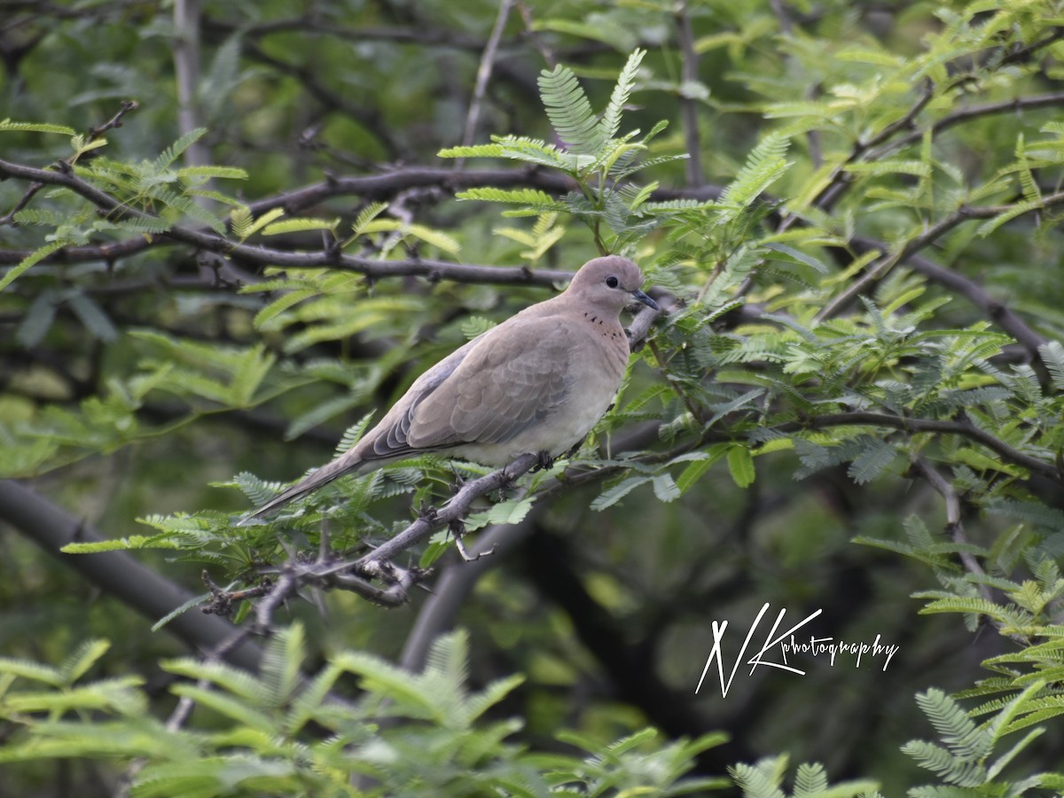 Eurasian Collared-Dove - ML645389903
